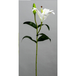 Lilium blanco